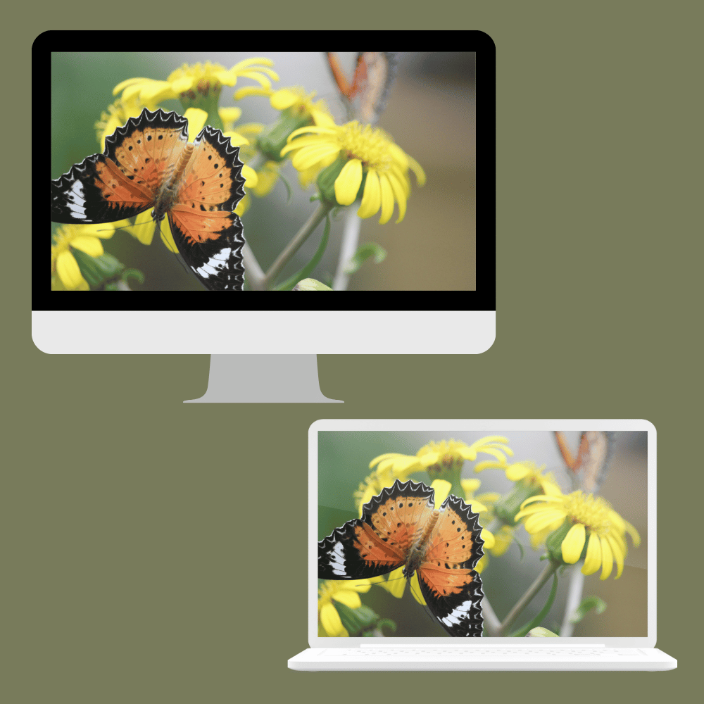 Butterfly Bliss 1 | Desktop Wallpaper Collection — Digital Download