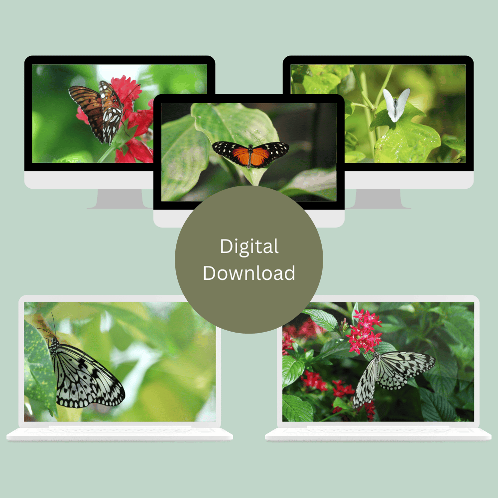 Butterfly Bliss 1 | Desktop Wallpaper Collection — Digital Download