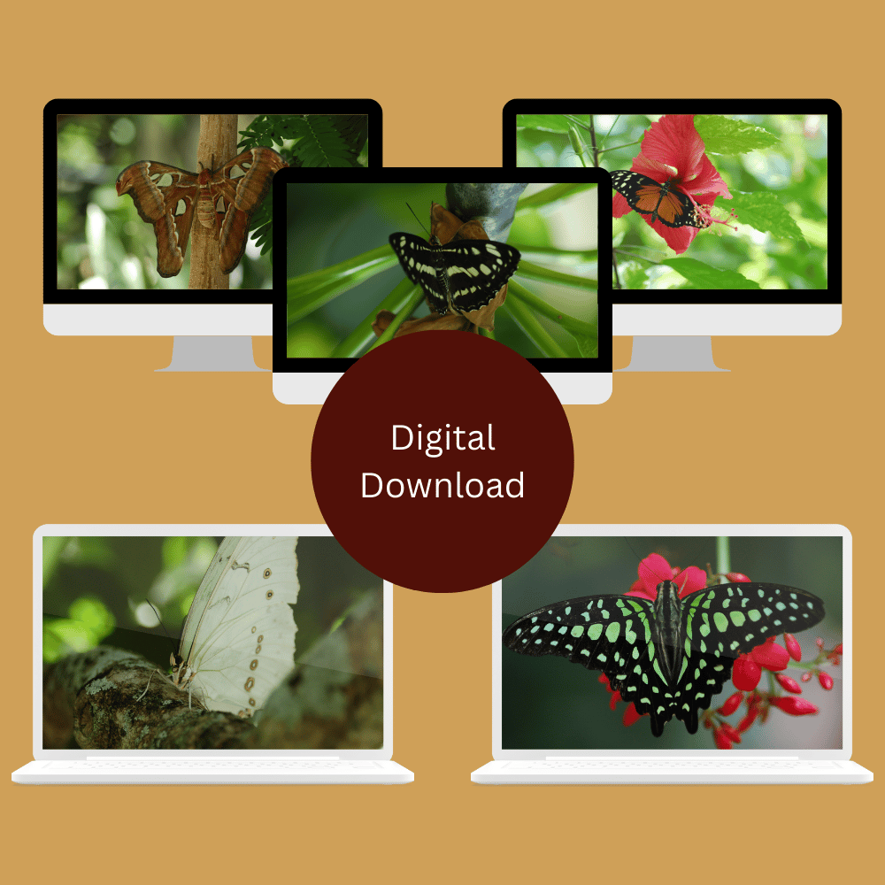 Butterfly Bliss 2 | Desktop Wallpaper Collection — Digital Download
