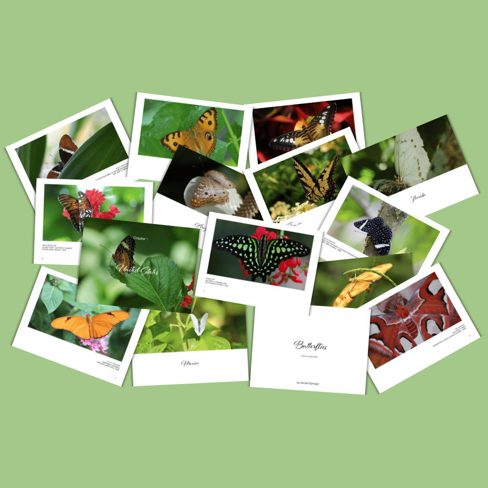 Butterflies | A few of my favorites…