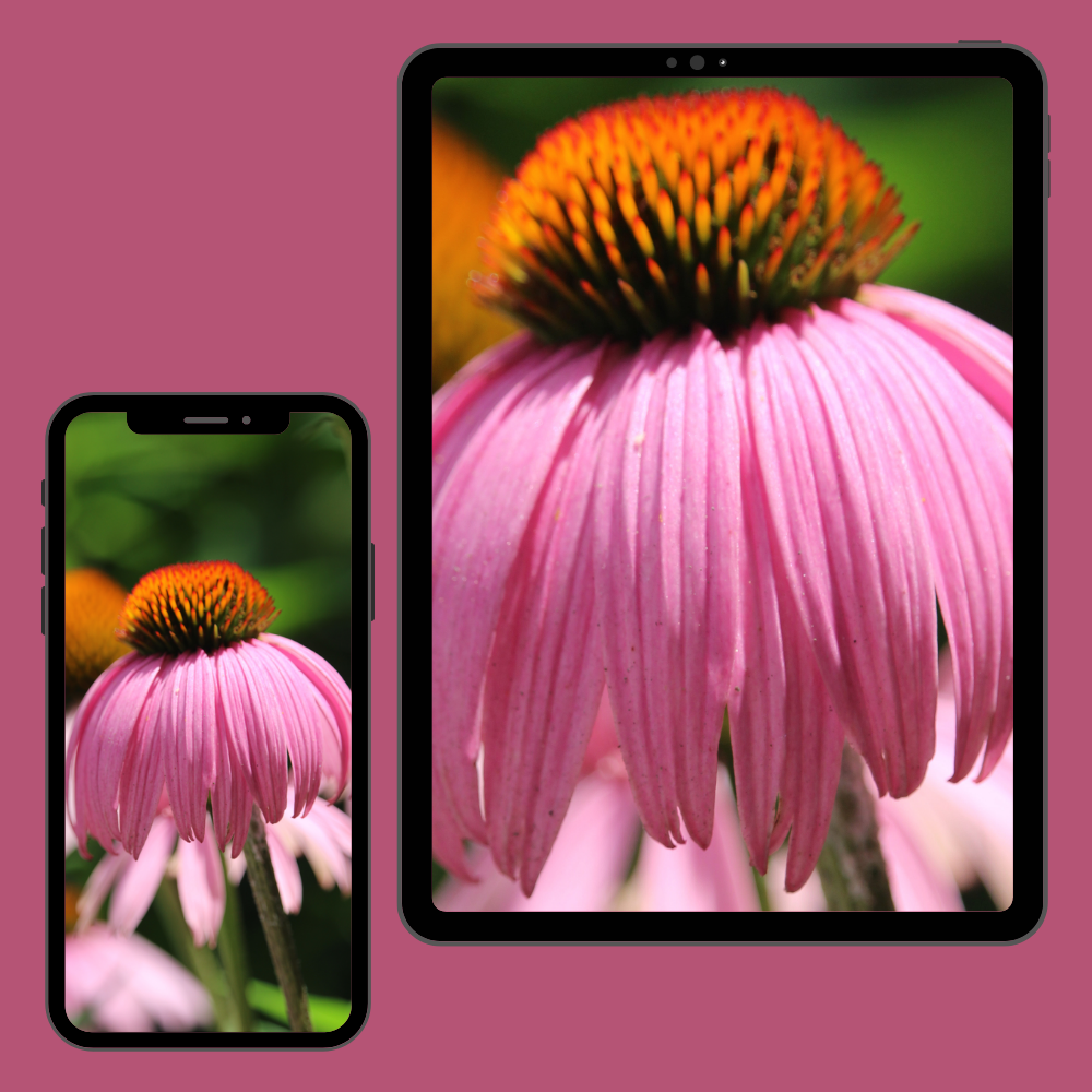 Floral Blossom | Cellphone & Tablet Wallpapers — Digital Download