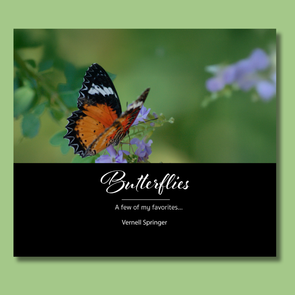 Butterflies | A few of my favorites…