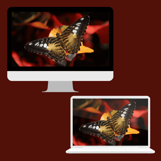 Butterfly Bliss 2 | Desktop Wallpaper Collection — Digital Download