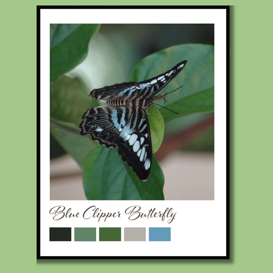 Blue Clipper Butterfly Printable Wall Art – Digital Download