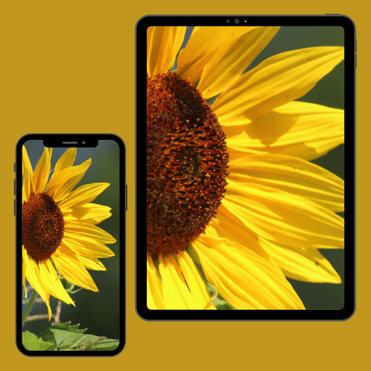 Sunflower Power | Cellphone & Tablet Wallpapers — Digital Download