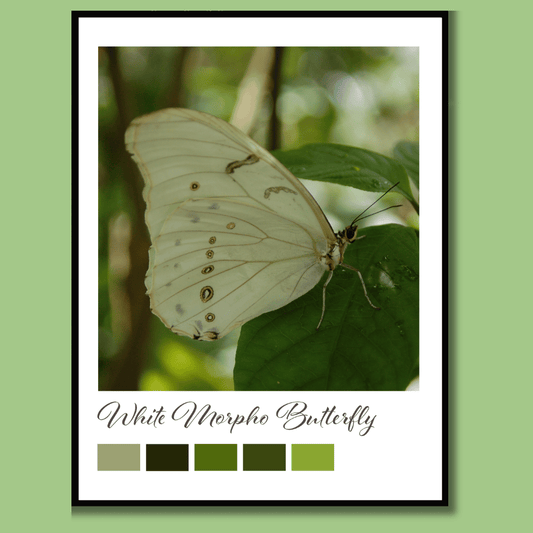 White Morpho Butterfly Printable Wall Art – Digital Download
